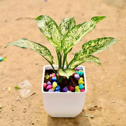 Buy Aglaonema Snow White in 5 Inch White Square Premium Plastic Pot Online | Urvann.com