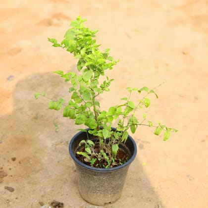 Buy Thai Kunda / Downy Jasmine (any colour) in 6 Inch Plastic Pot Online | Urvann.com