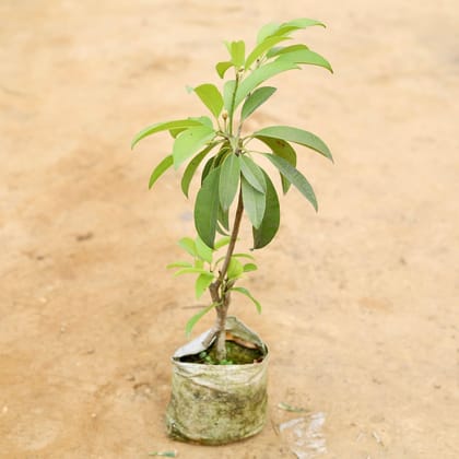 Buy Chiku / Sapodilla Plant in 5 Inch Nursery Bag Online | Urvann.com