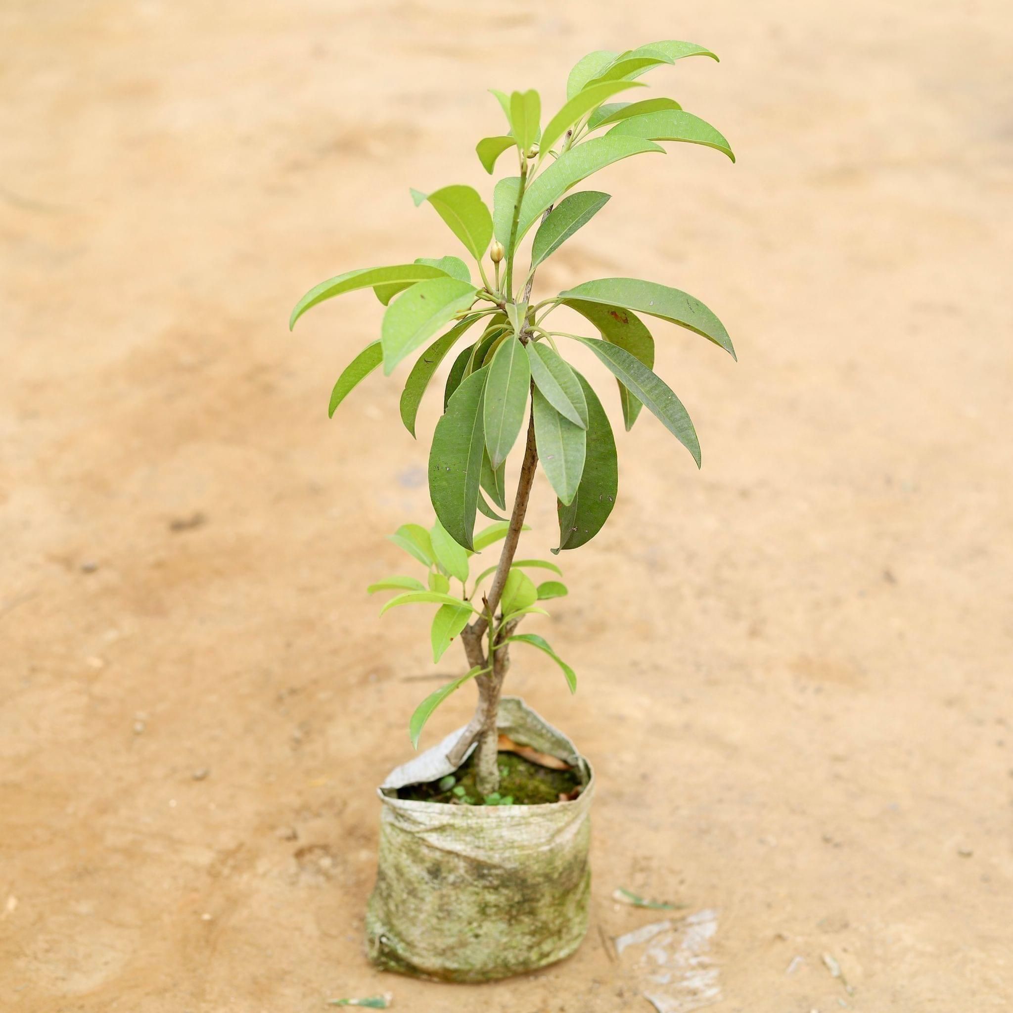 Chiku / Sapodilla Plant in 5 Inch Nursery Bag
