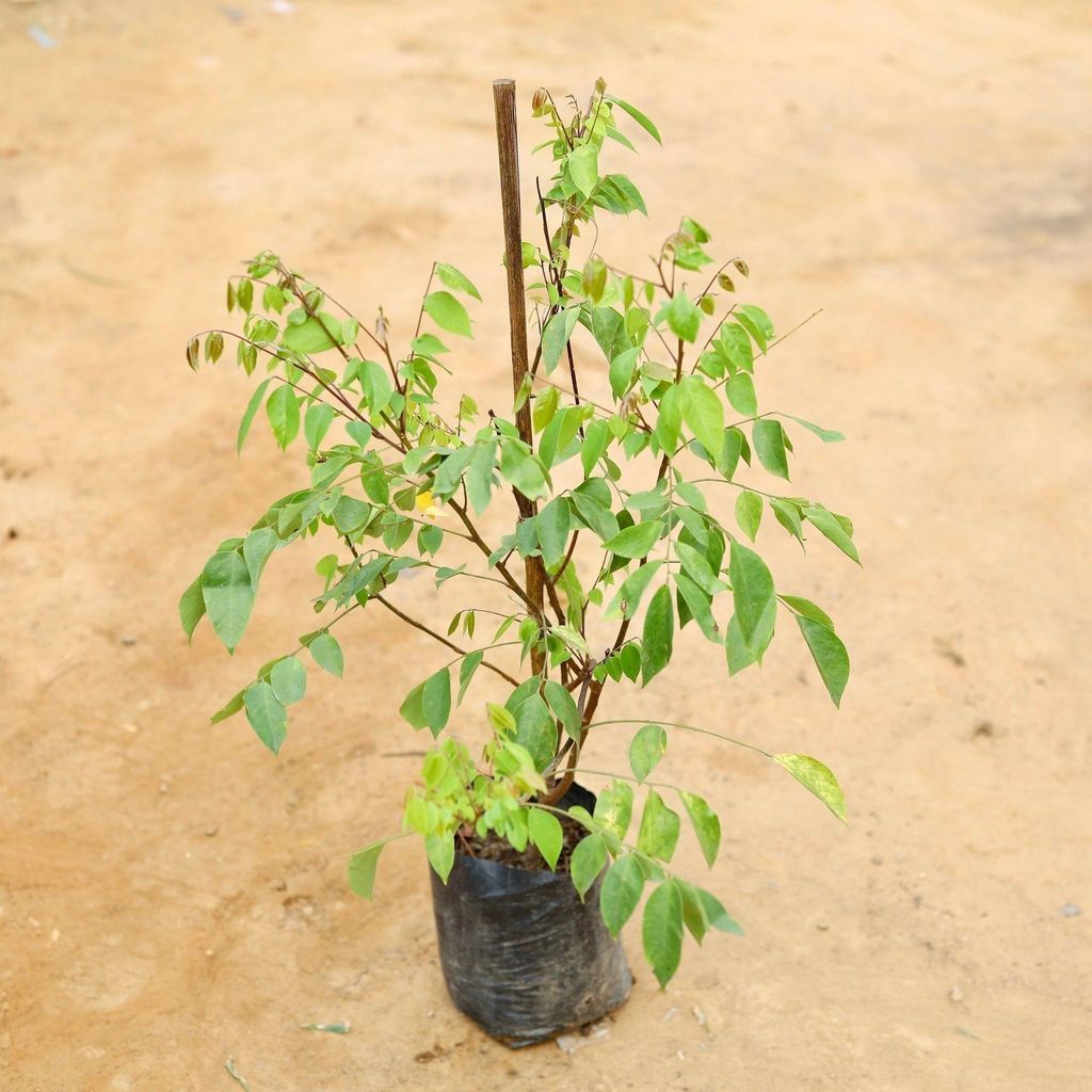 Buy Star Fruit / Kamrakh Plant in 5 Inch Nursery Bag Online | Urvann.com Star Fruit / Kamrakh Plant in 5 Inch Nursery Bag