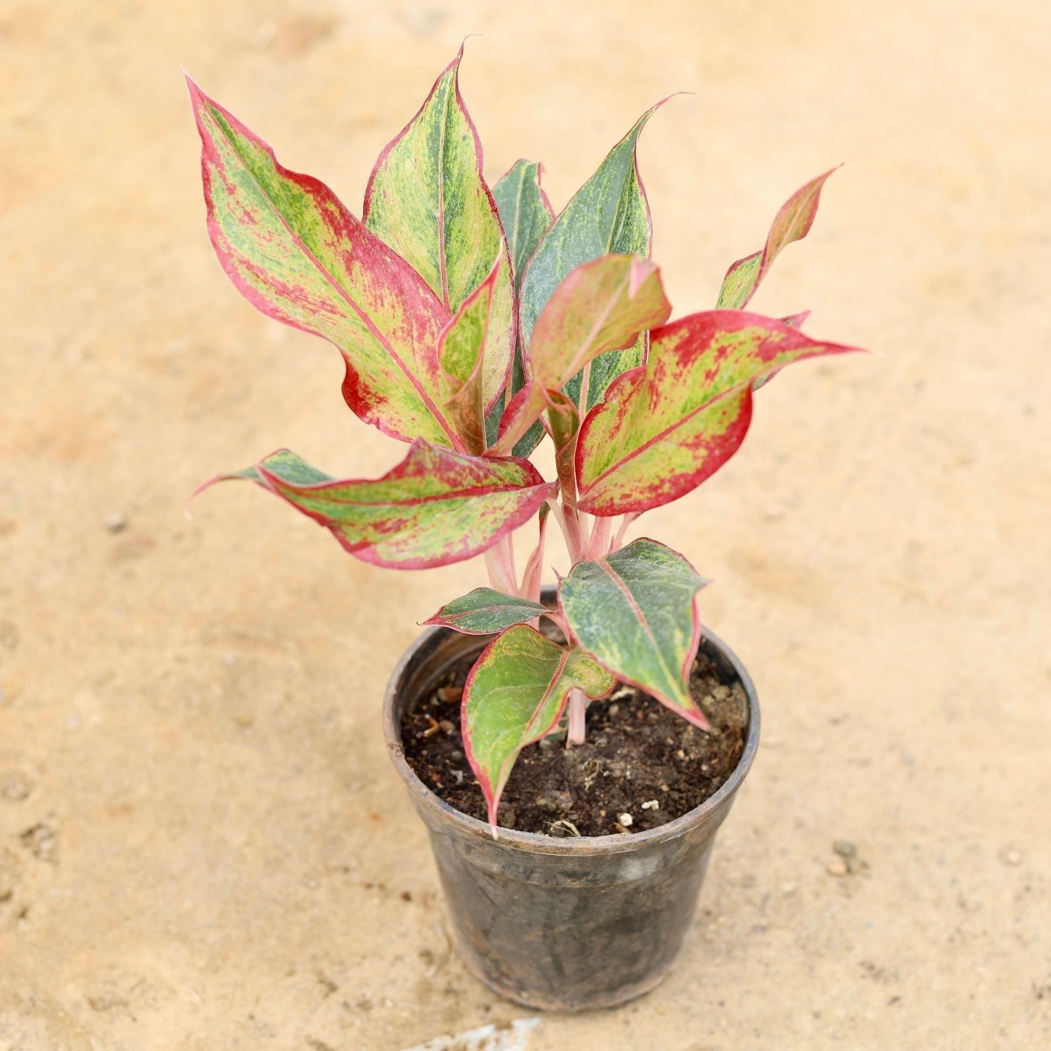 Aglaonema Lipstick in 6 Inch Nursery Pot