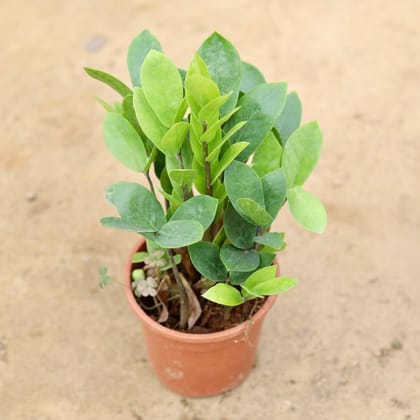 Buy Zz Green in 6 Inch Plastic Pot Online | Urvann.com