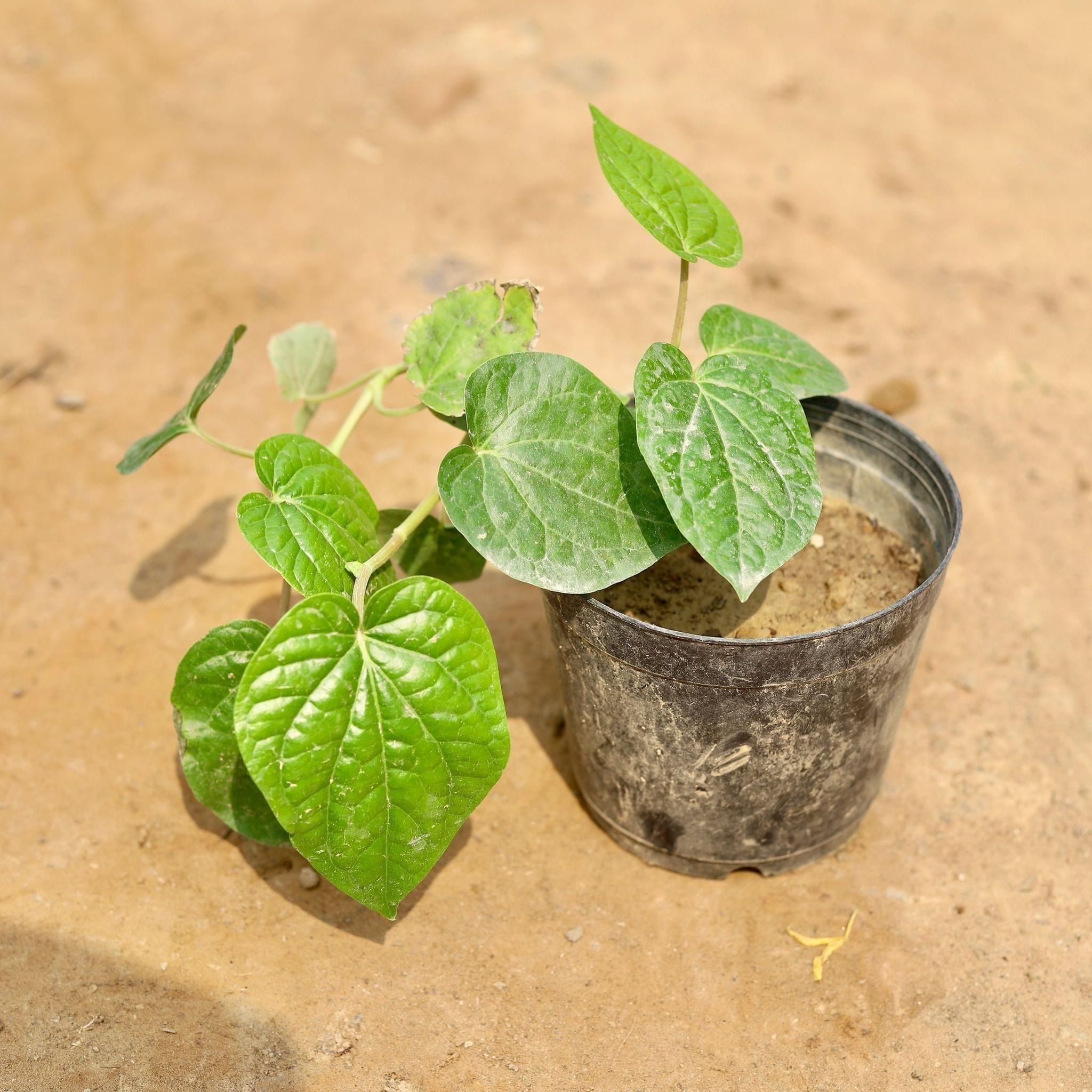 Paan in 5 Inch Nursery Pot