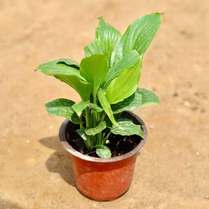 Buy Peace Lily in 4 Inch Plastic Pot Online | Urvann.com