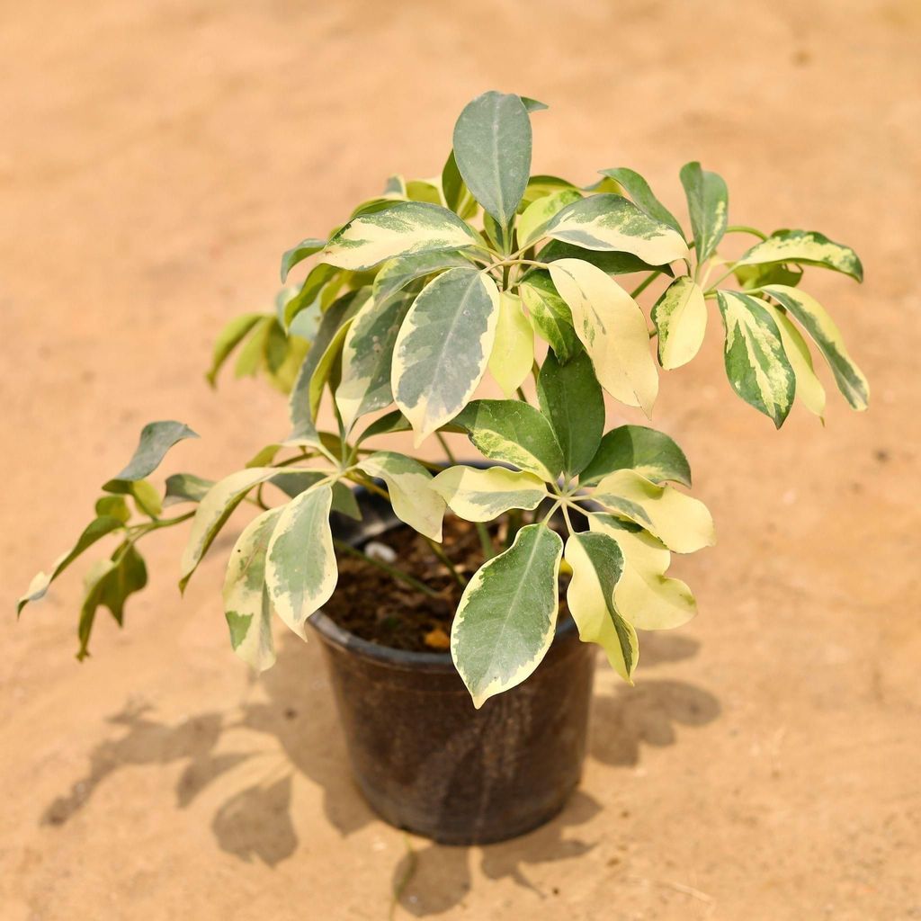 Schefflera Brassia in 6 Inch Nursery Pot