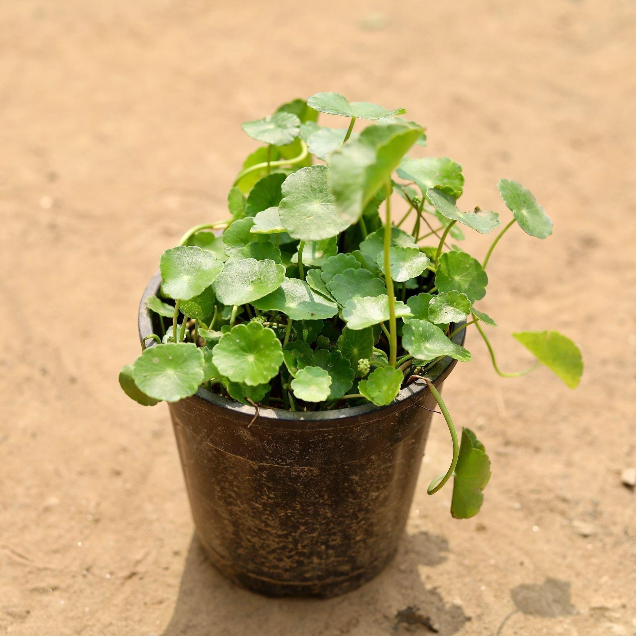 Brahmi Dollar / Pennywort / Coin Plant in 5 Inch Nursery Pot