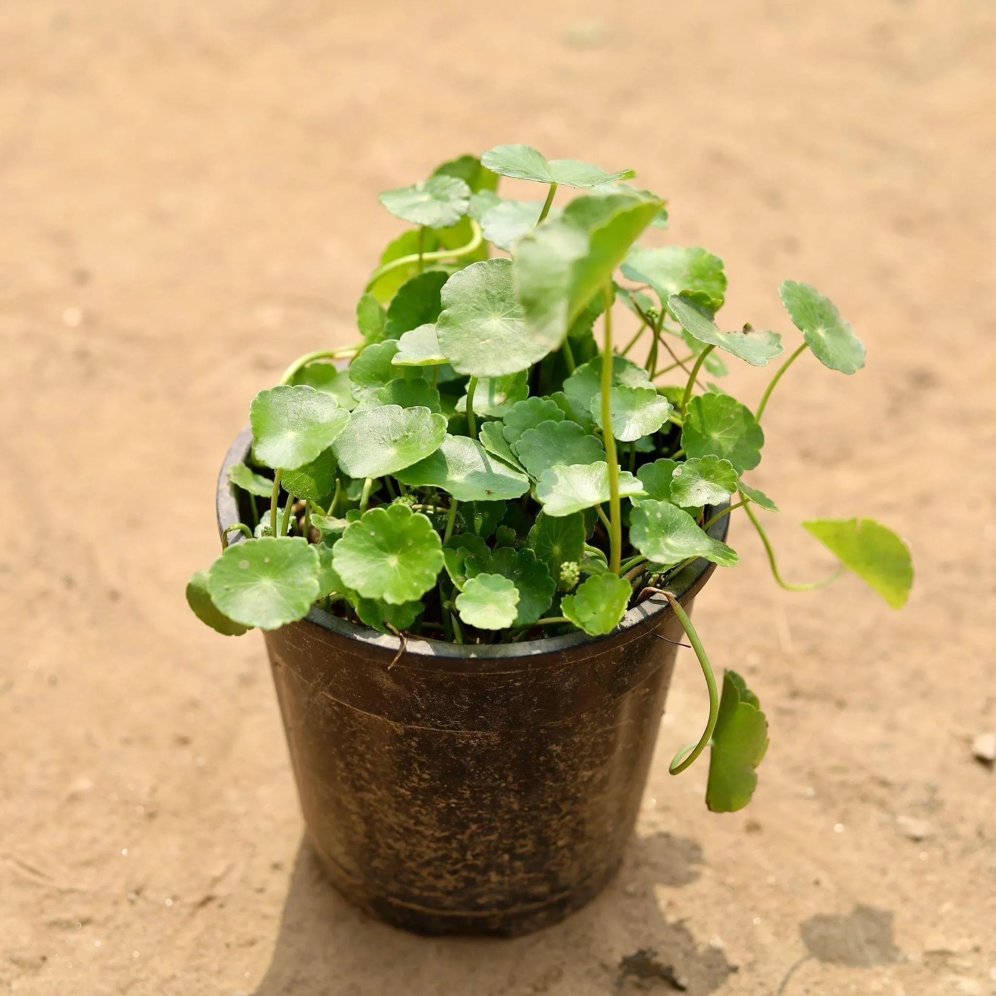 Brahmi Dollar / Pennywort / Coin Plant in 5 Inch Nursery Pot