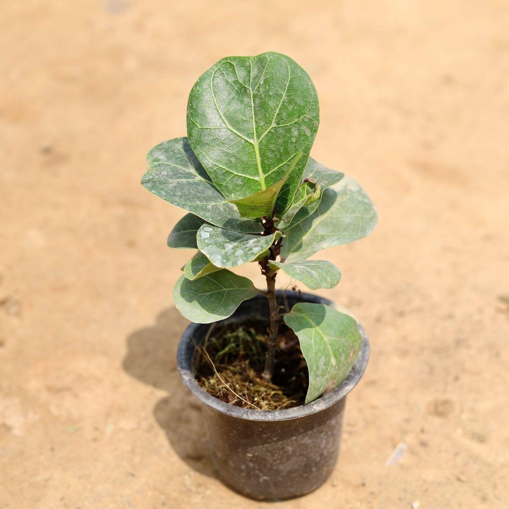 Buy Fiddle Leaf in 4 Inch Plastic Pot Online | Urvann.com Fiddle Leaf Fig / ficus Lyrata in 4 Inch Nursery Pot