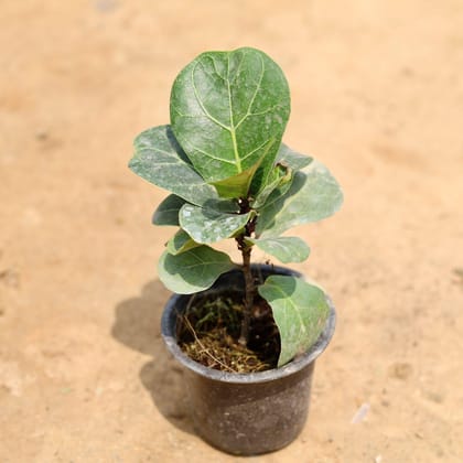 Buy Fiddle Leaf in 4 Inch Plastic Pot Online | Urvann.com