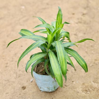 Buy Song of India Green in 4 Inch Nursery Bag Online | Urvann.com