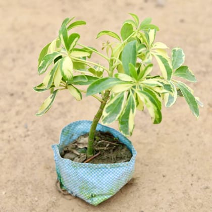 Buy Schefflera Variegated Mini in 4 Inch Nursery Bag Online | Urvann.com