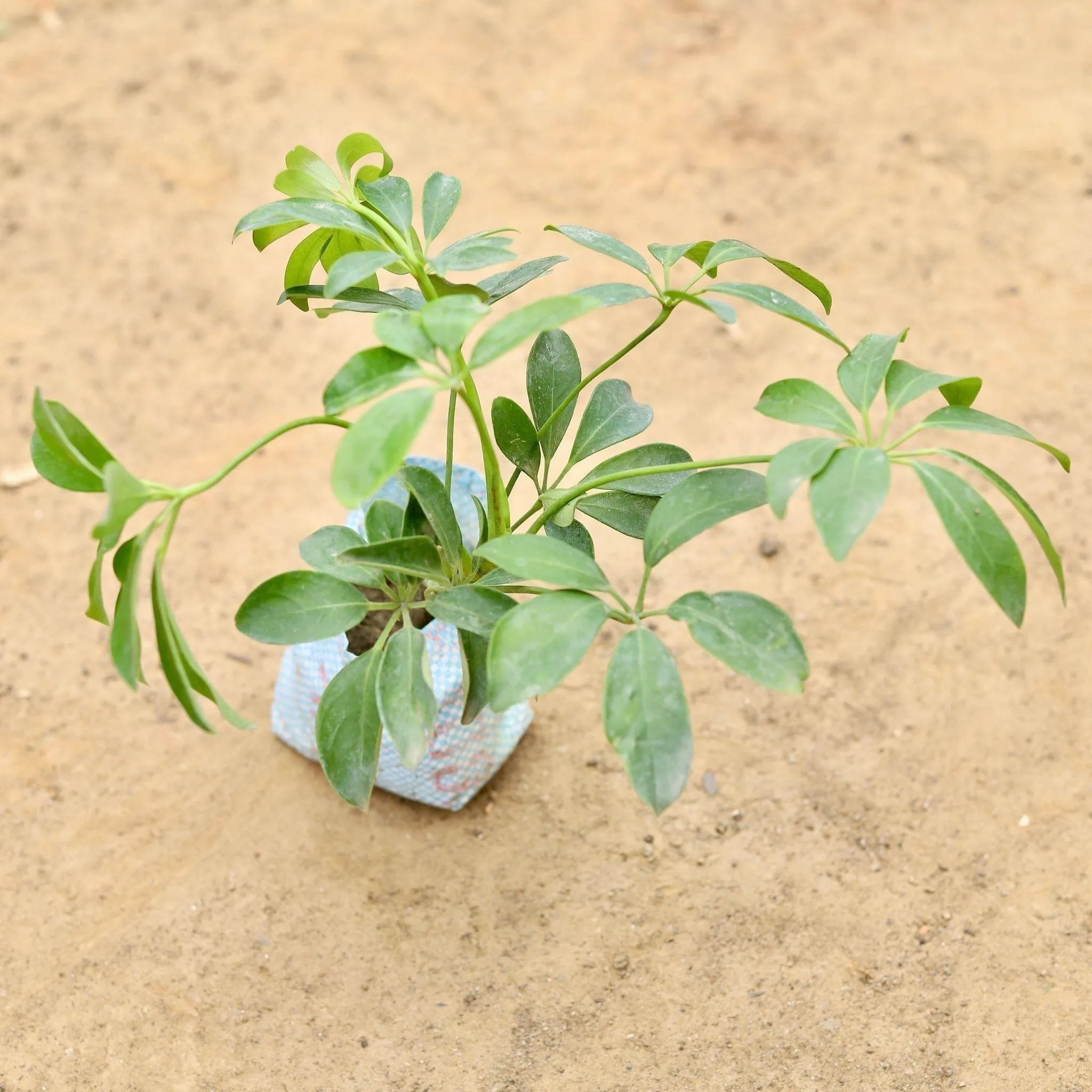 Schefflera Green in 4 Inch Nursery Bag