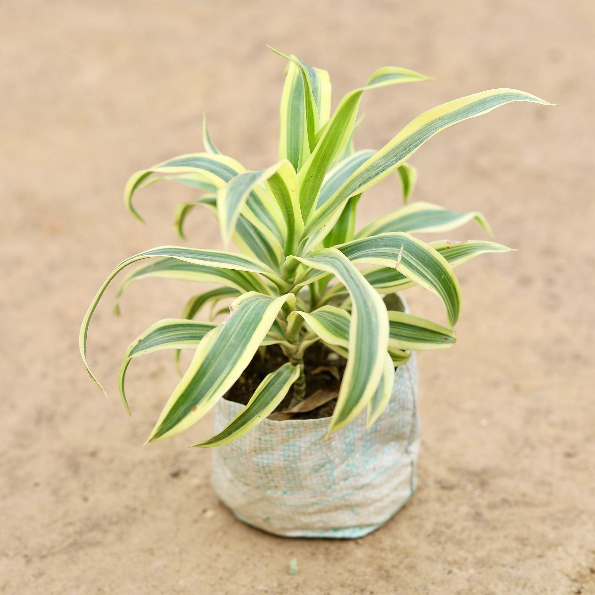 Song of India in 5 Inch Nursery Bag