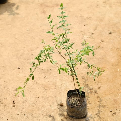 Chameli in 4 Inch Nursery Bag