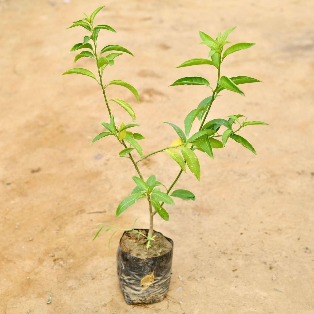 Raat Ki Rani / Night Blooming Jasmine in 4 Inch Nursery Bag