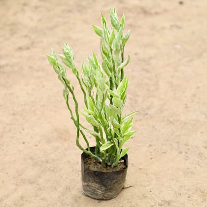 Buy Pedilianthus / Devil's Backbone in 4 Inch Nursery Bag Online | Urvann.com