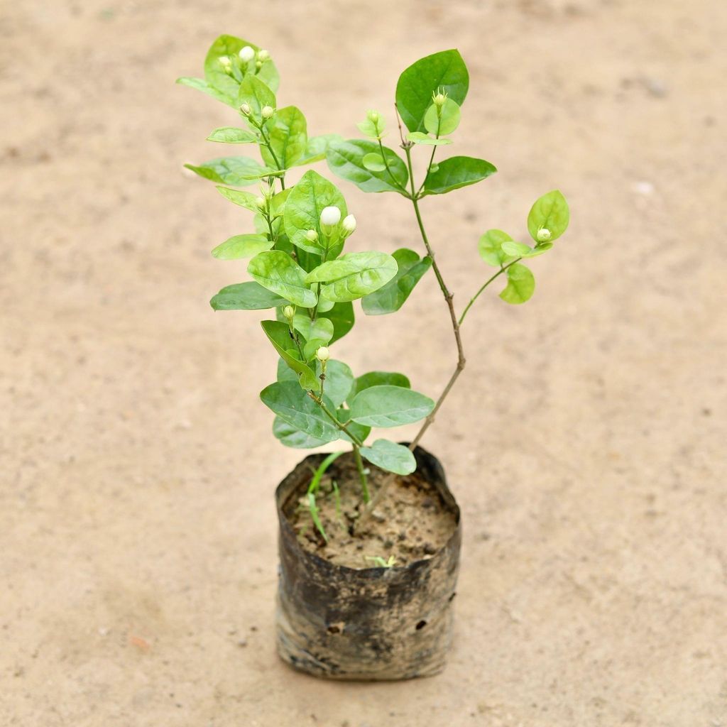 Buy Motiya Jasmine in 4 Inch Nursery Bag Online | Urvann.com Motiya Jasmine in 4 Inch Nursery Bag