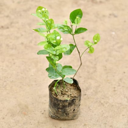 Buy Motiya Jasmine in 4 Inch Nursery Bag Online | Urvann.com