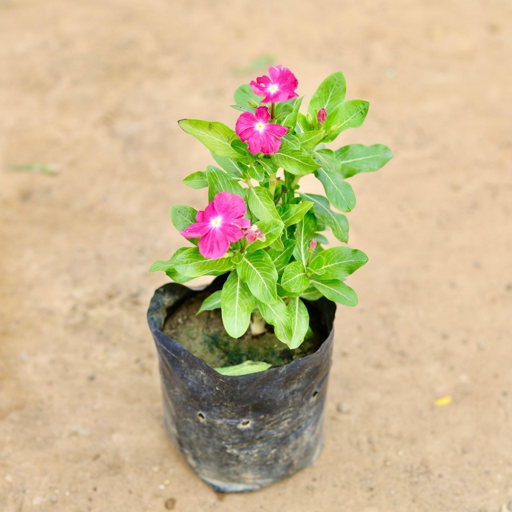 Periwinkle / Sadabahar / Vinca (any colour) in 4 Inch Nursery Bag