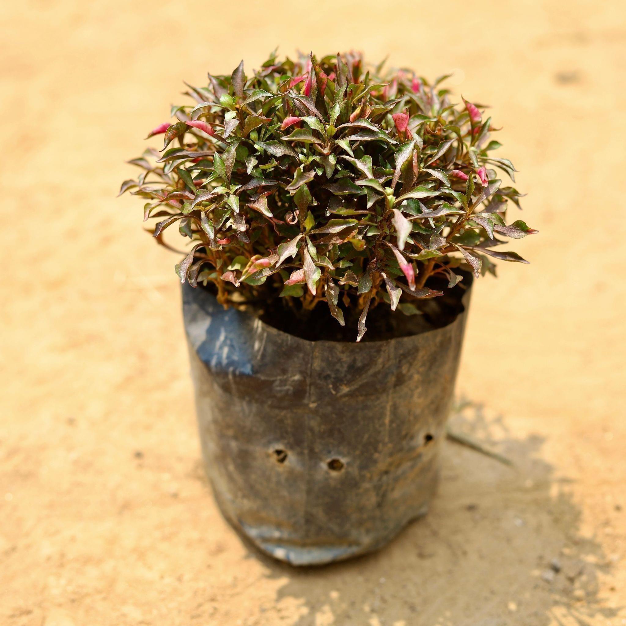 Alternanthera in 4 Inch Nursery Bag