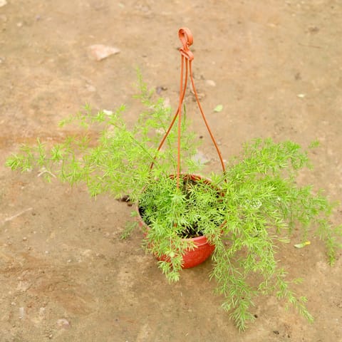 Asparagus in 6 Inch Hanging Basket (any colour)