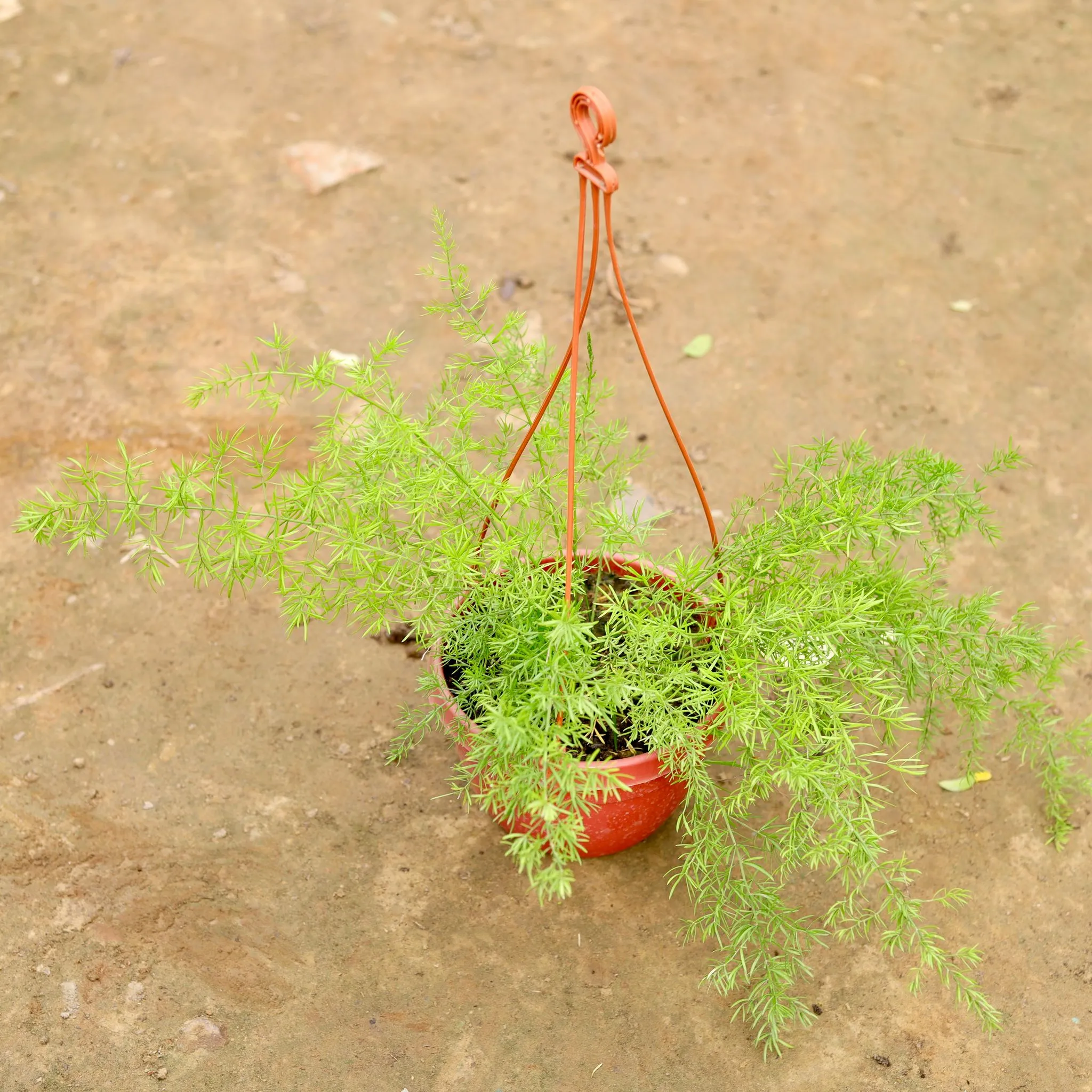 Asparagus in 6 Inch Hanging Basket (any colour)