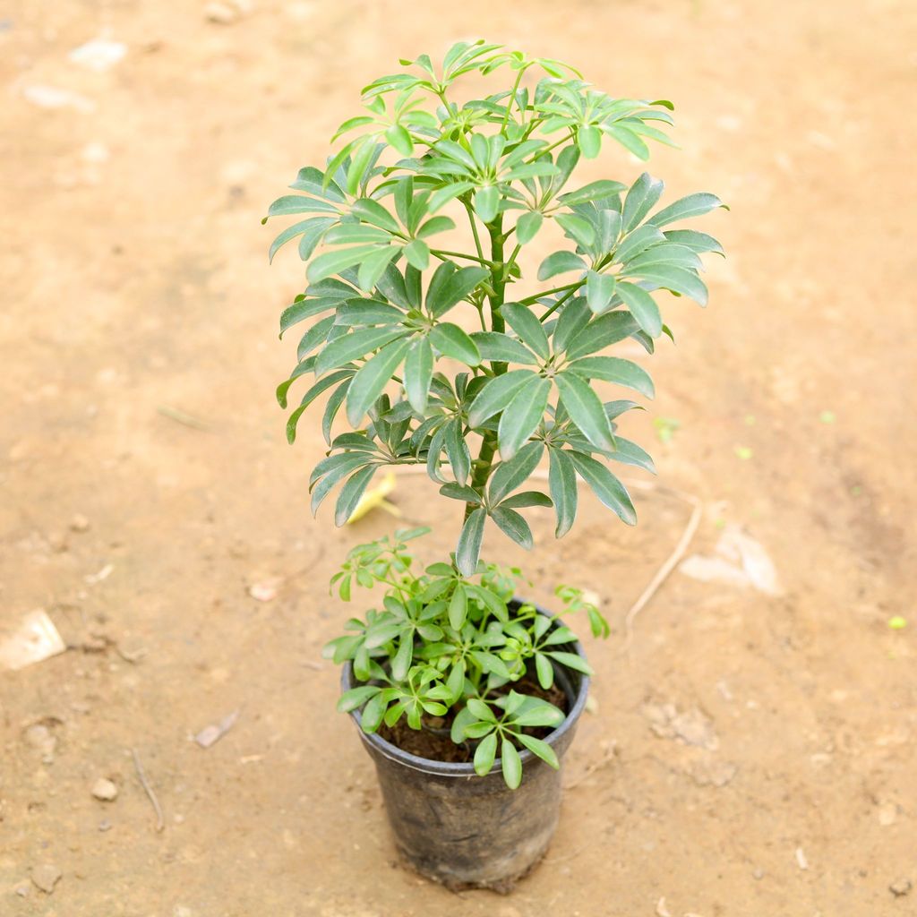 Buy Schefflera Mini in 6 Inch Black Nursery Pot Online | Urvann.com Schefflera Mini in 6 Inch Black Nursery Pot