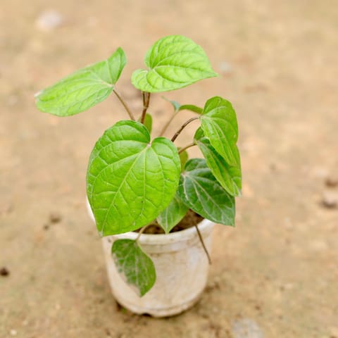 Paan in 5 Inch Nursery Pot