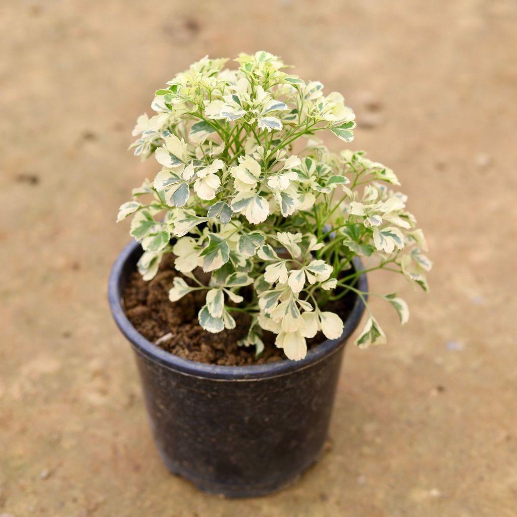 Aralia White in 5 Inch Nursery Pot