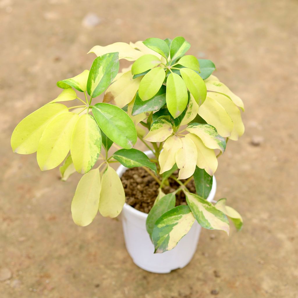 Buy Schefflera Brassia in 5 Inch White Plastic Pot Online | Urvann.com Schefflera Brassia in 5 Inch White Nursery Pot