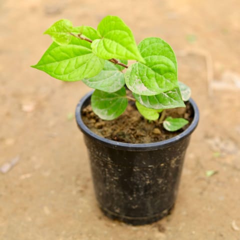 Paan in 5 Inch Black Nursery Pot