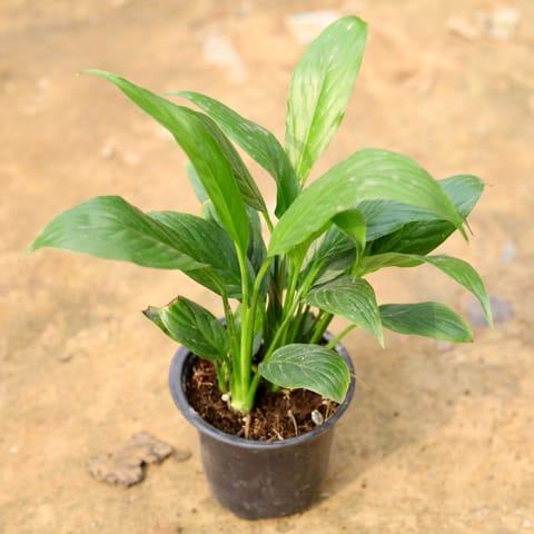 Peace Lily in 4 Inch Nursery Pot