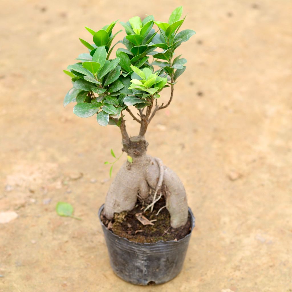 Ficus Bonsai (~ 200 Gm) in 4 Inch Nursery Pot