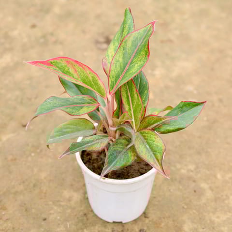 Aglaonema Lipstick in 5 Inch White Nursery Pot