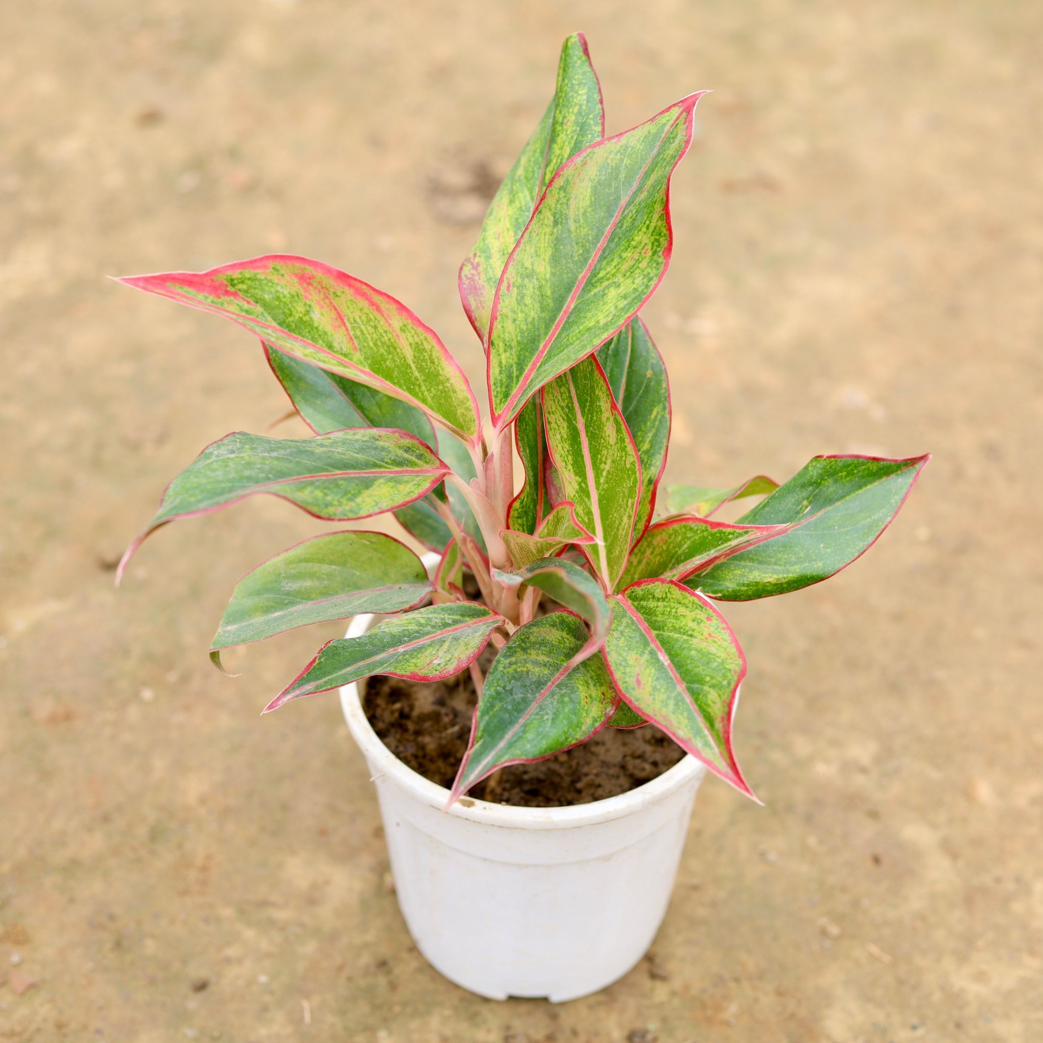 Aglaonema Lipstick in 5 Inch White Nursery Pot