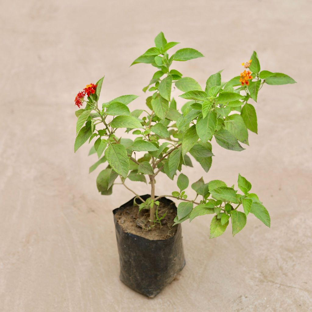 Buy Lantana Red in 4 Inch Nursery Bag Online | Urvann.com Lantana Red in 4 Inch Nursery Bag