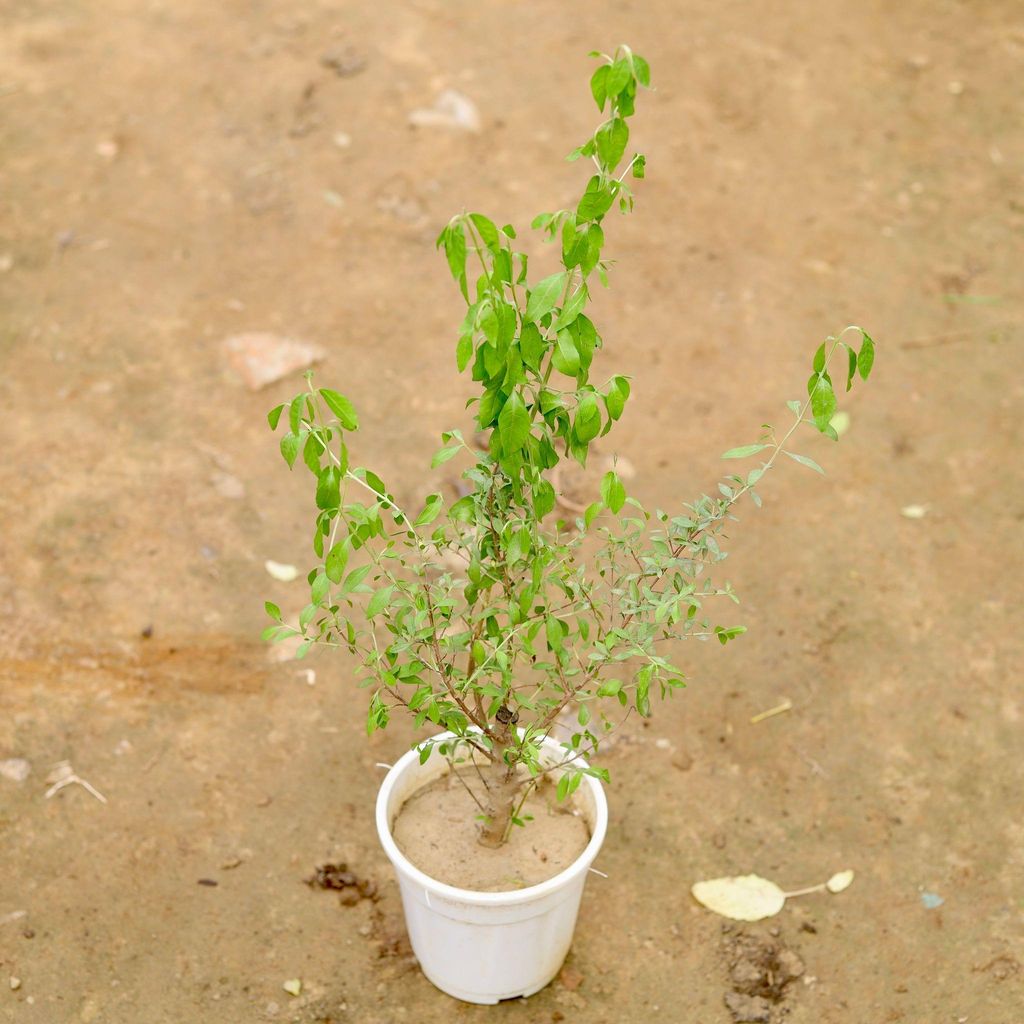 Buy Mehndi / Henna Plant in 5 Inch White Plastic Pot Online | Urvann.com Mehndi / Henna Plant in 5 Inch White Nursery Pot