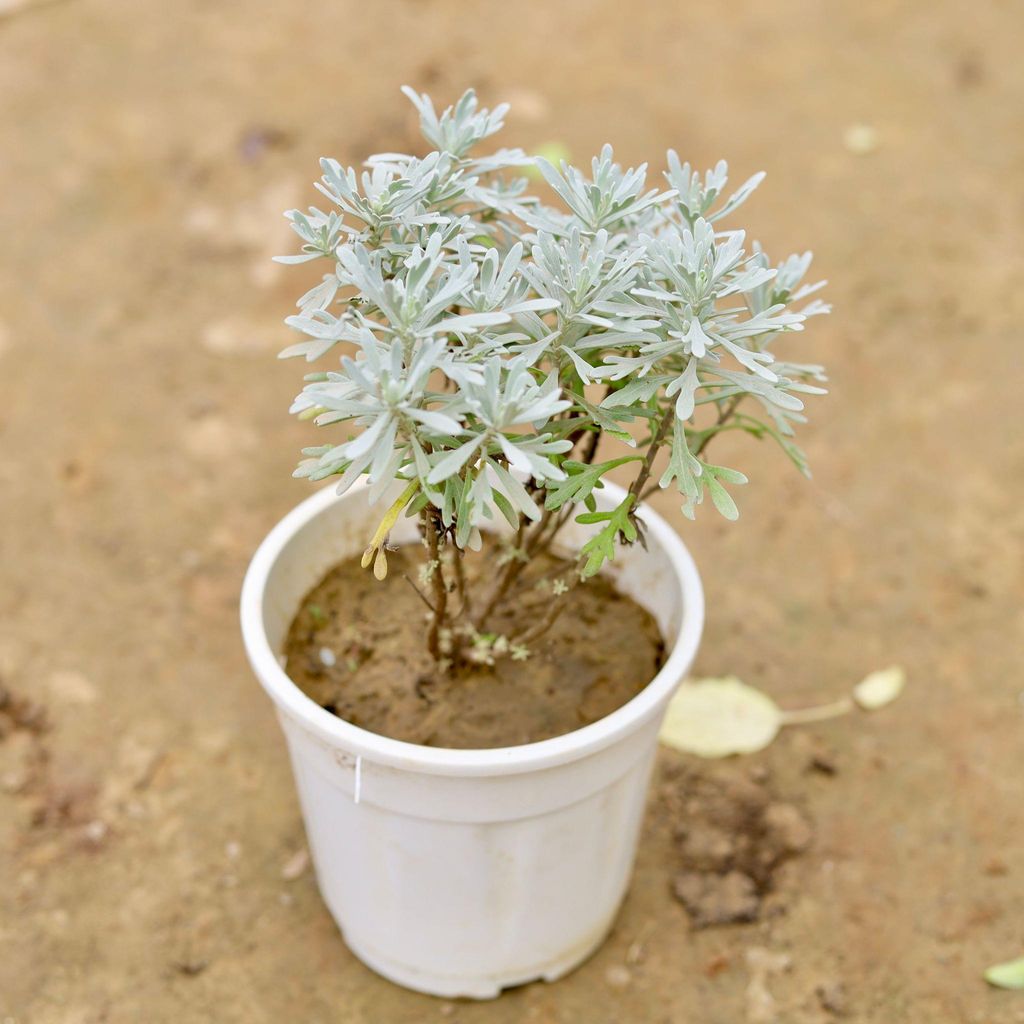 Lavender in 5 Inch White Nursery Pot