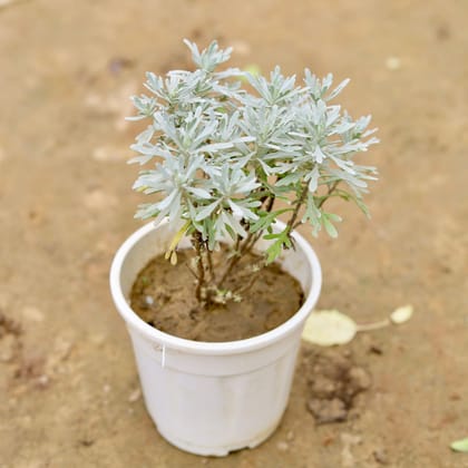 Buy Lavender in 5 Inch White Plastic Pot Online | Urvann.com