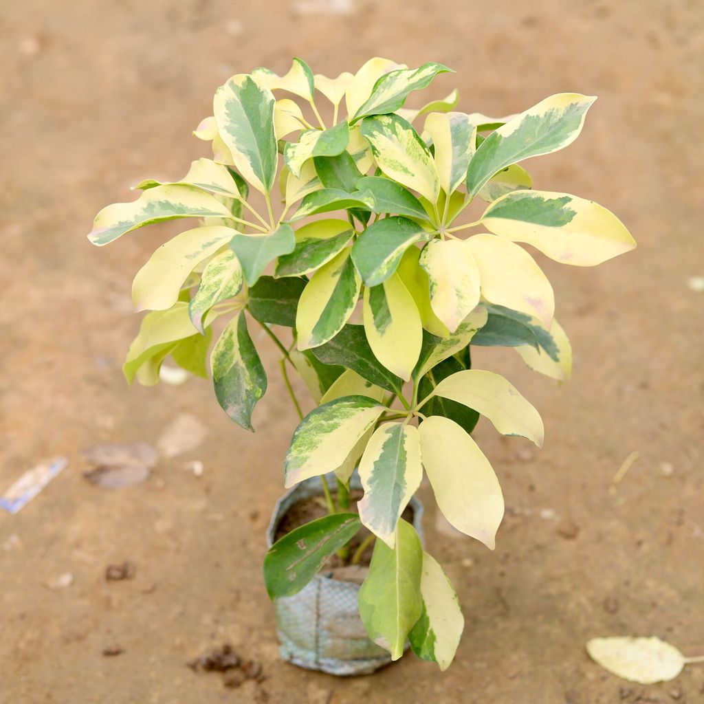 Buy Schefflera Brassia in 4 Inch Nursery Bag Online | Urvann.com Schefflera Brassia in 4 Inch Nursery Bag