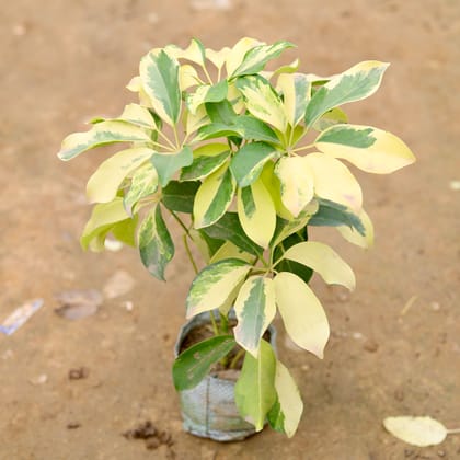 Buy Schefflera Brassia in 4 Inch Nursery Bag Online | Urvann.com