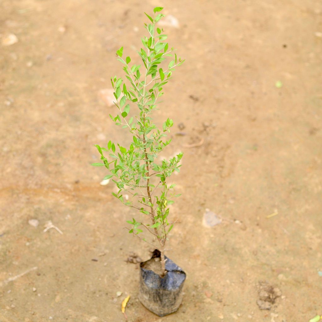 Buy Mehndi / Henna Plant in 4 Inch Nursery Bag Online | Urvann.com Mehndi / Henna Plant in 4 Inch Nursery Bag