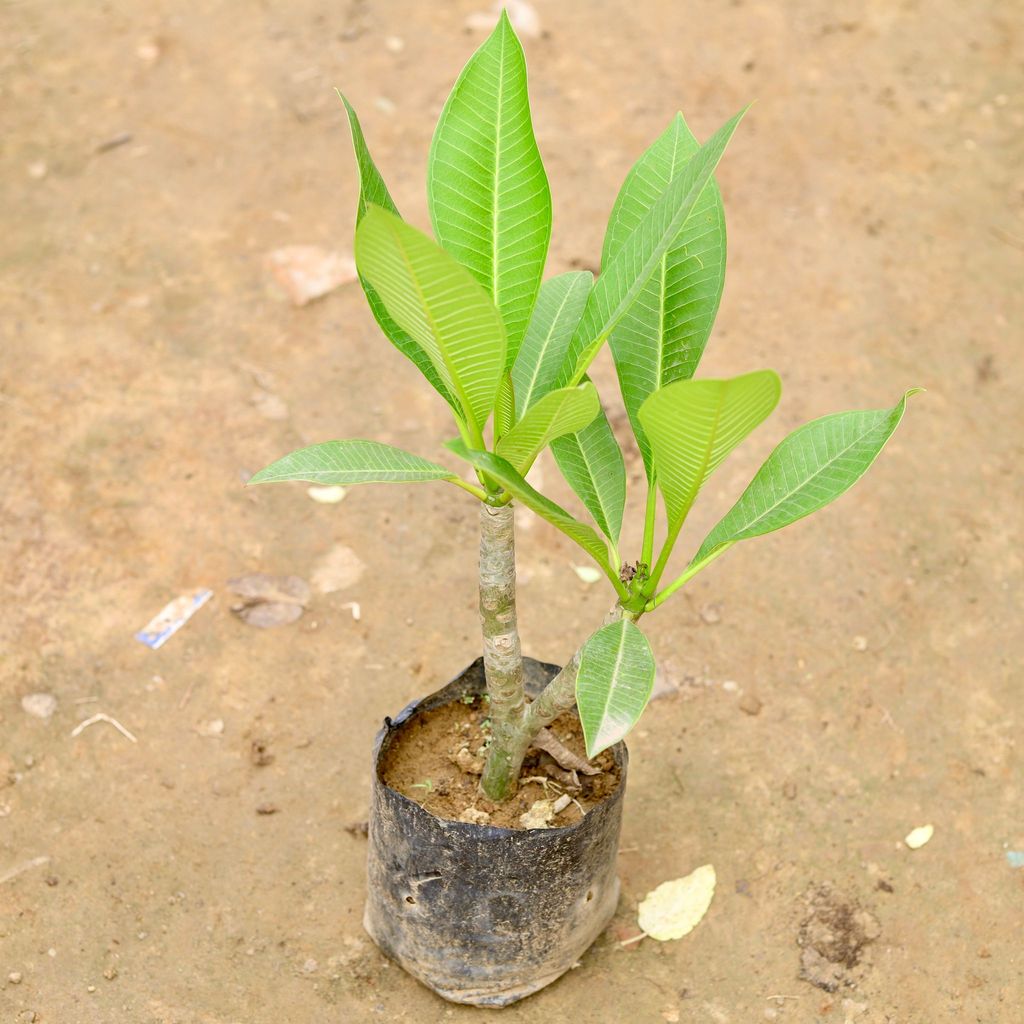 Buy Champa in 4 Inch Nursery Bag Online | Urvann.com Champa in 4 Inch Nursery Bag