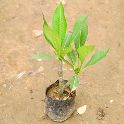 Buy Champa  in 4 Inch Nursery Bag Online | Urvann.com