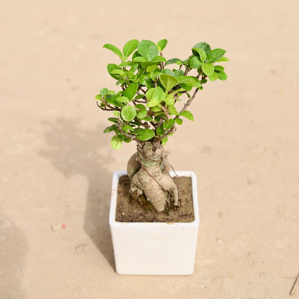 Ficus Bonsai Microcarpa in 4 Inch Classy White Square Ceramic Pot