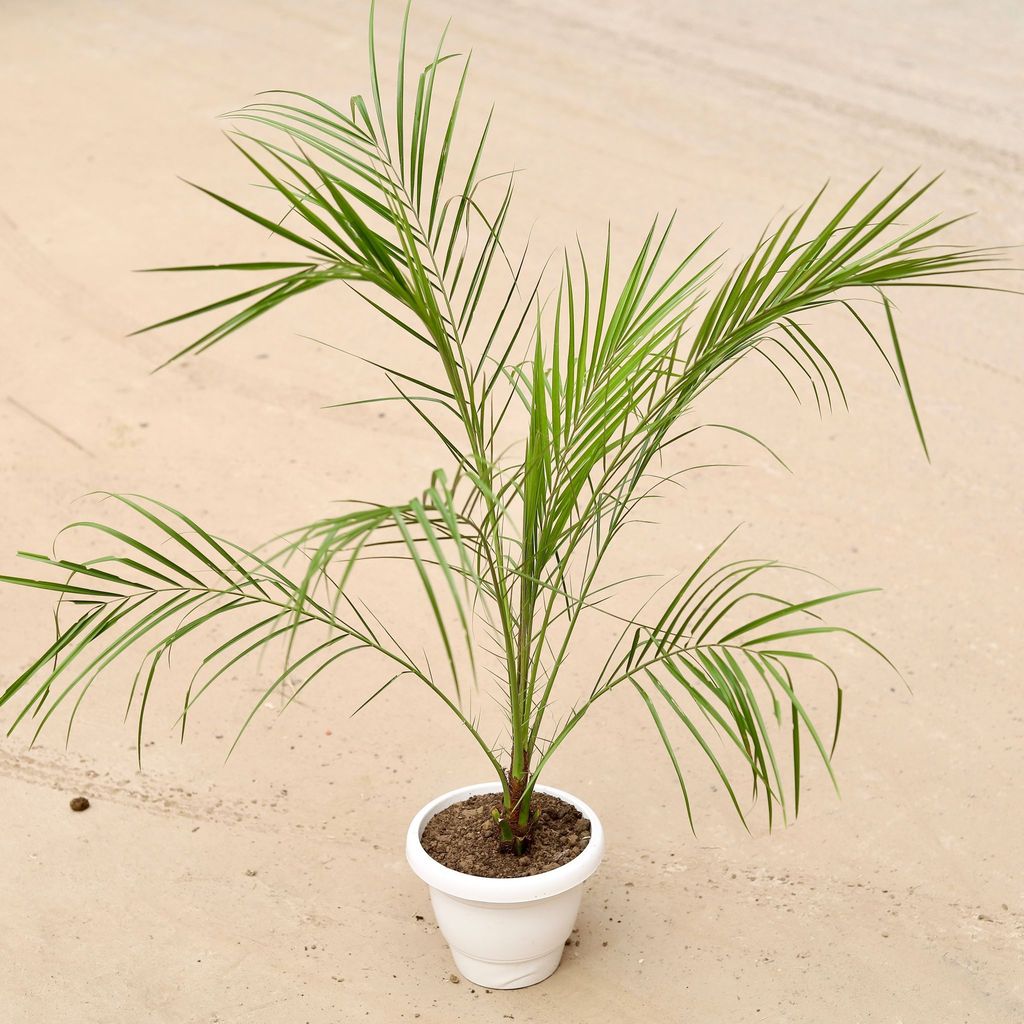 Buy Phoenix Palm in 8 Inch Classy White Plastic Pot Online | Urvann.com Phoenix Palm in 8 Inch Classy White Plastic Pot