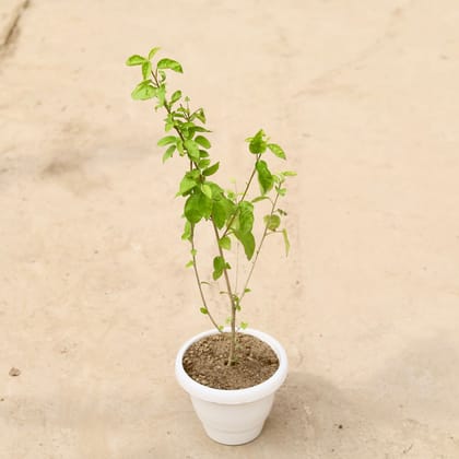 Buy Hibiscus White in 8 Inch Classy White Plastic Pot Online | Urvann.com