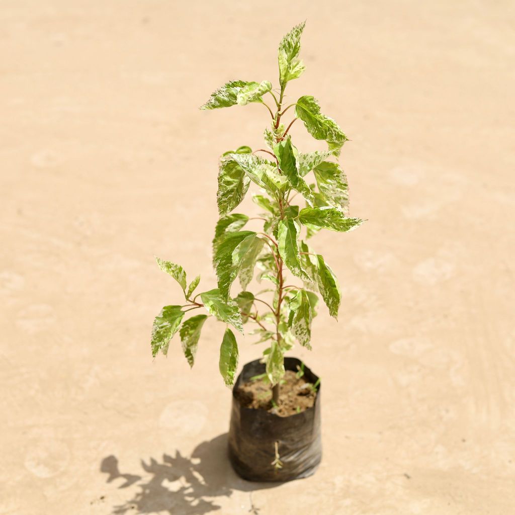Buy Hibiscus Variegated (any colour) in 4 Inch Nursery Bag Online | Urvann.com Hibiscus / Gudhal Variegated (any colour) in 4 Inch Nursery Bag