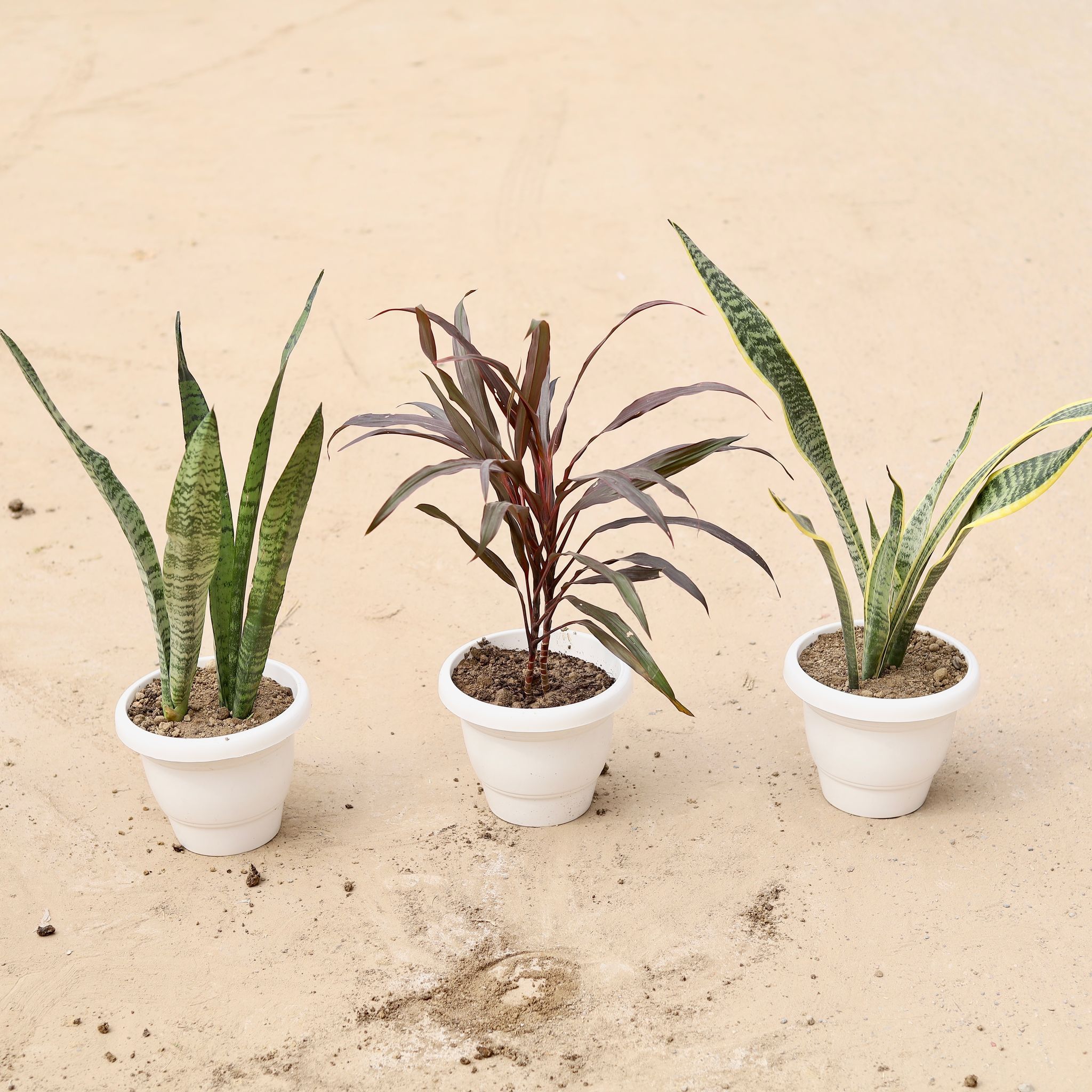 Set of 3 - Dracaena Red Narrow Leaf, Snake Long Green & Long Golden Green in 8 Inch Classy White Plastic Pot